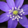 Leberblümchen (Anemone hepatica)